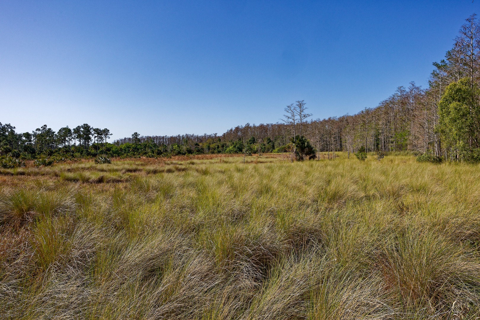 Corkscrew Swamp Sanctuary_3