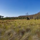 Corkscrew Swamp Sanctuary_3