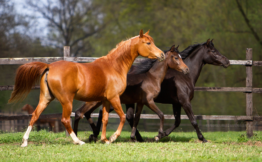 Corleone Arabians