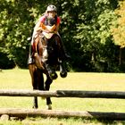 Corleone (Bayrisches Warmblut) beim Vielseitigkeitstraining im Englischen Garten