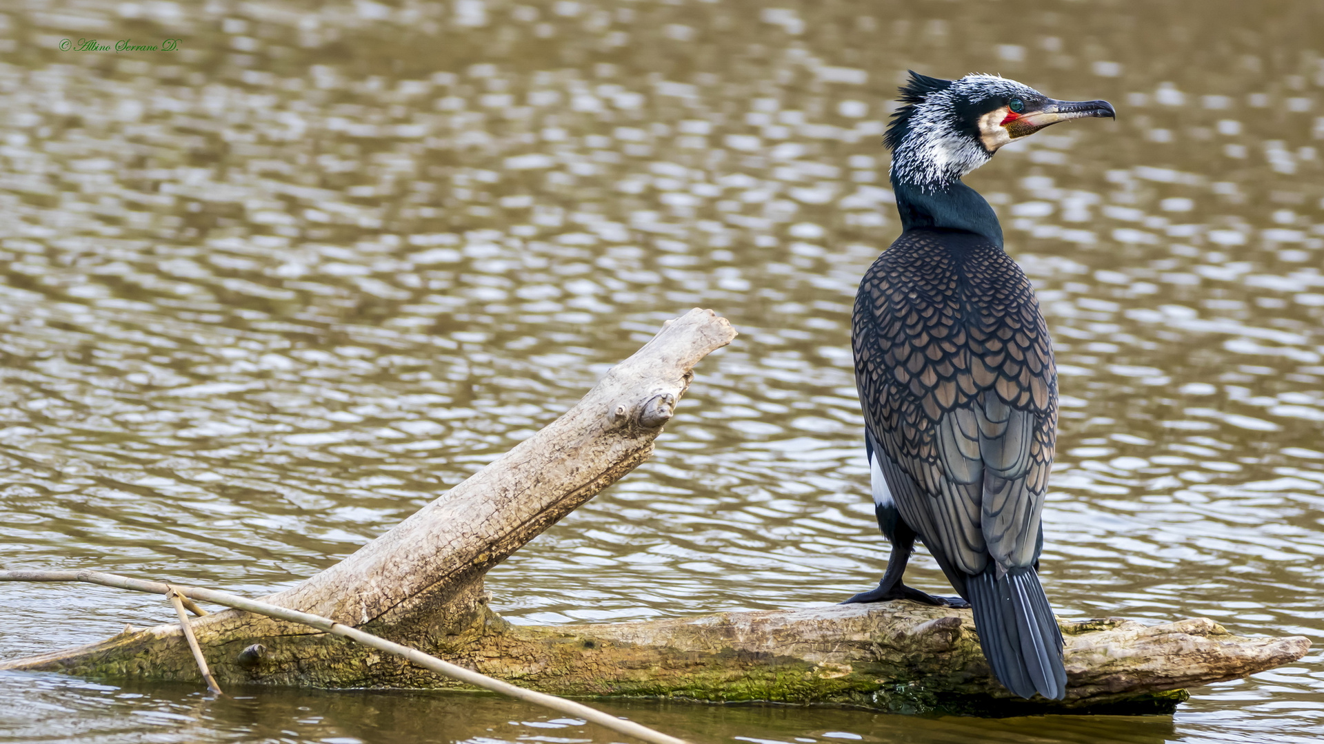 Cormorán. 