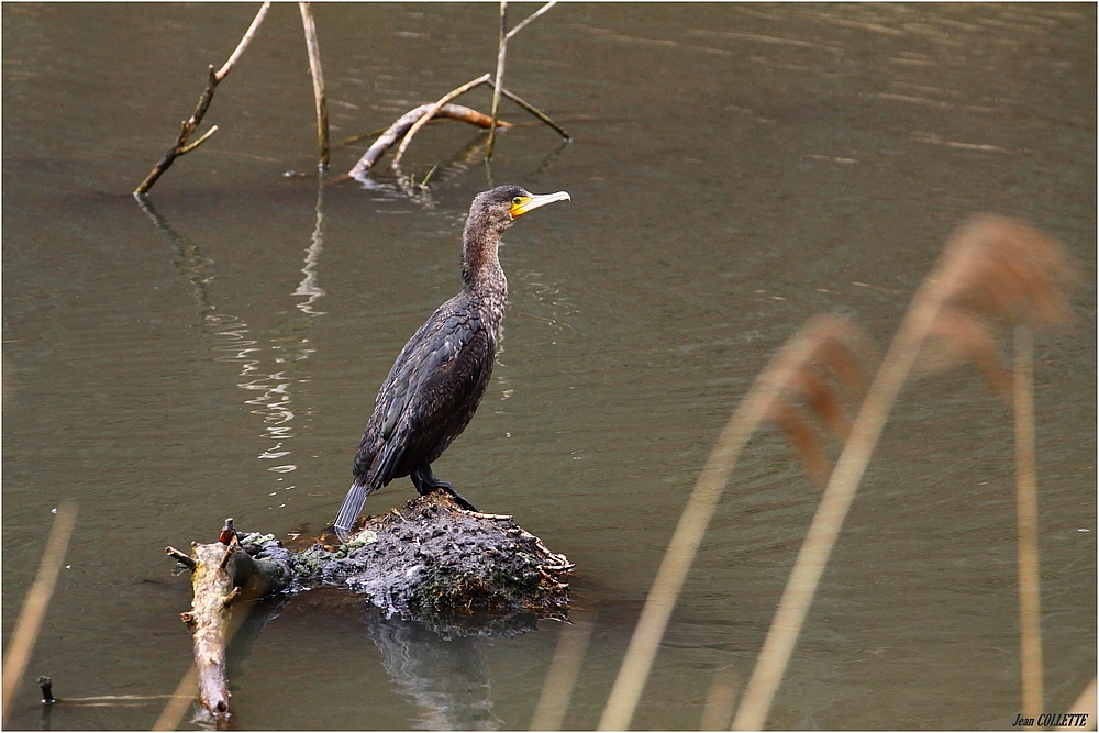 Cormoran.