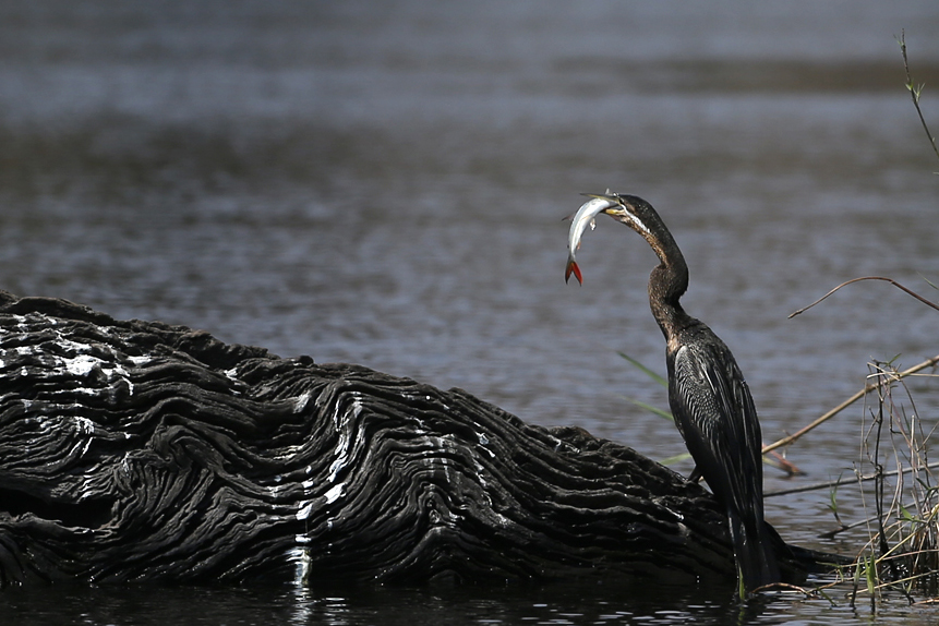 Cormoran de Patrick FEREC 