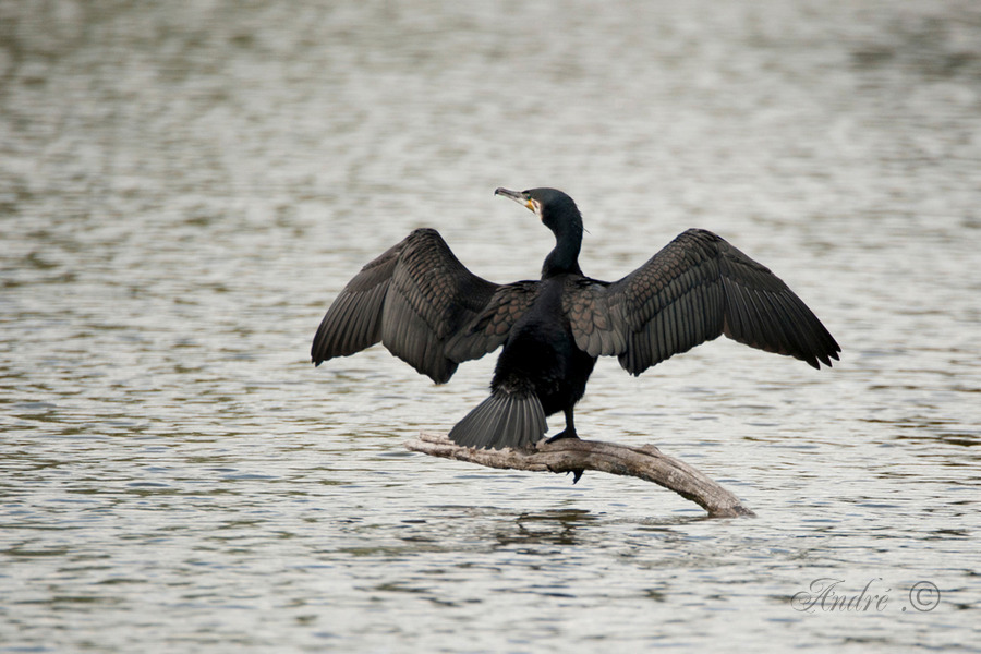 Cormoran