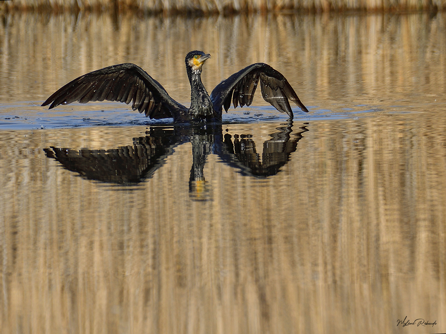 cormoran