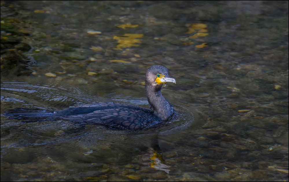 Cormoran