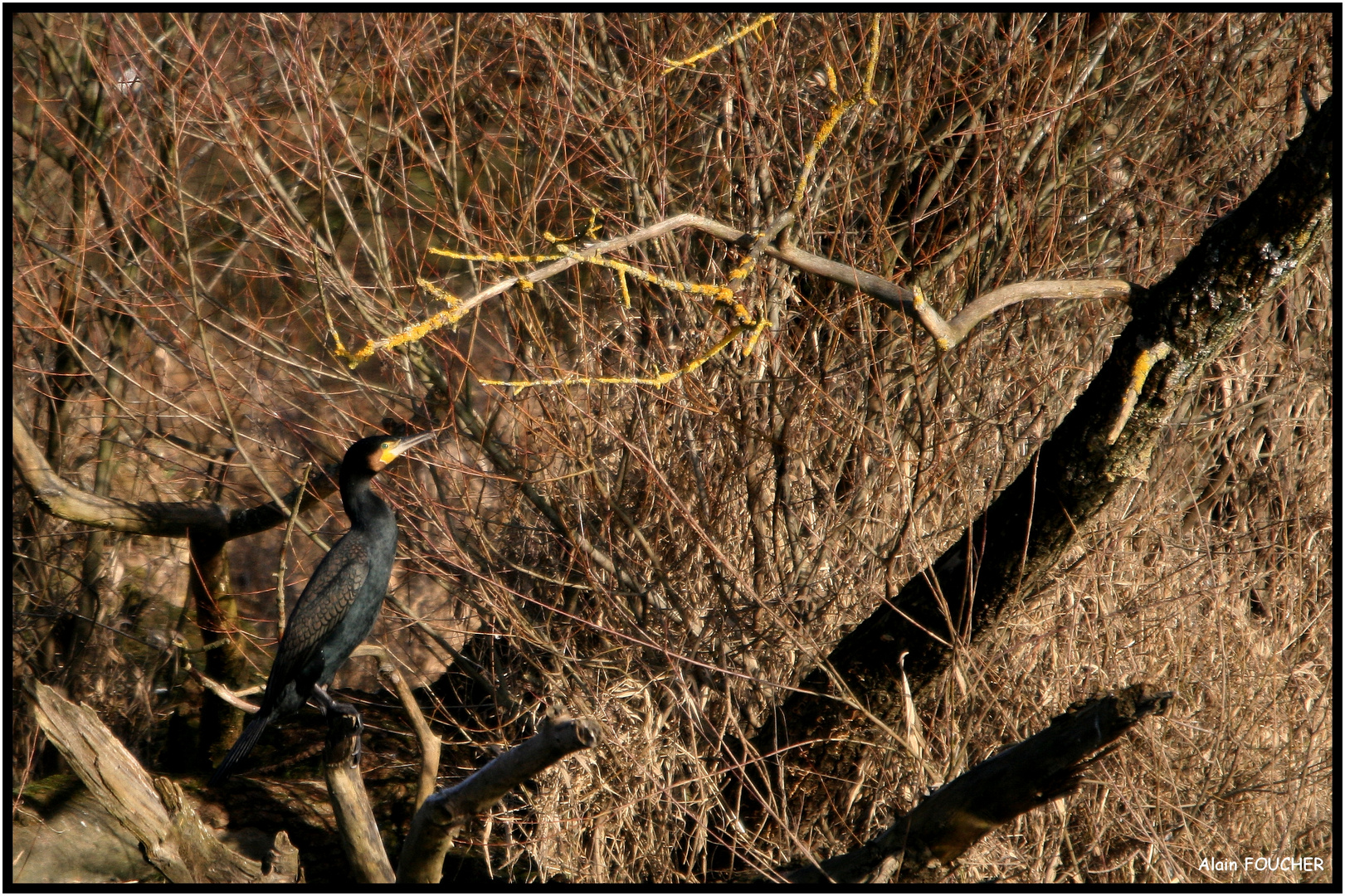 Cormoran