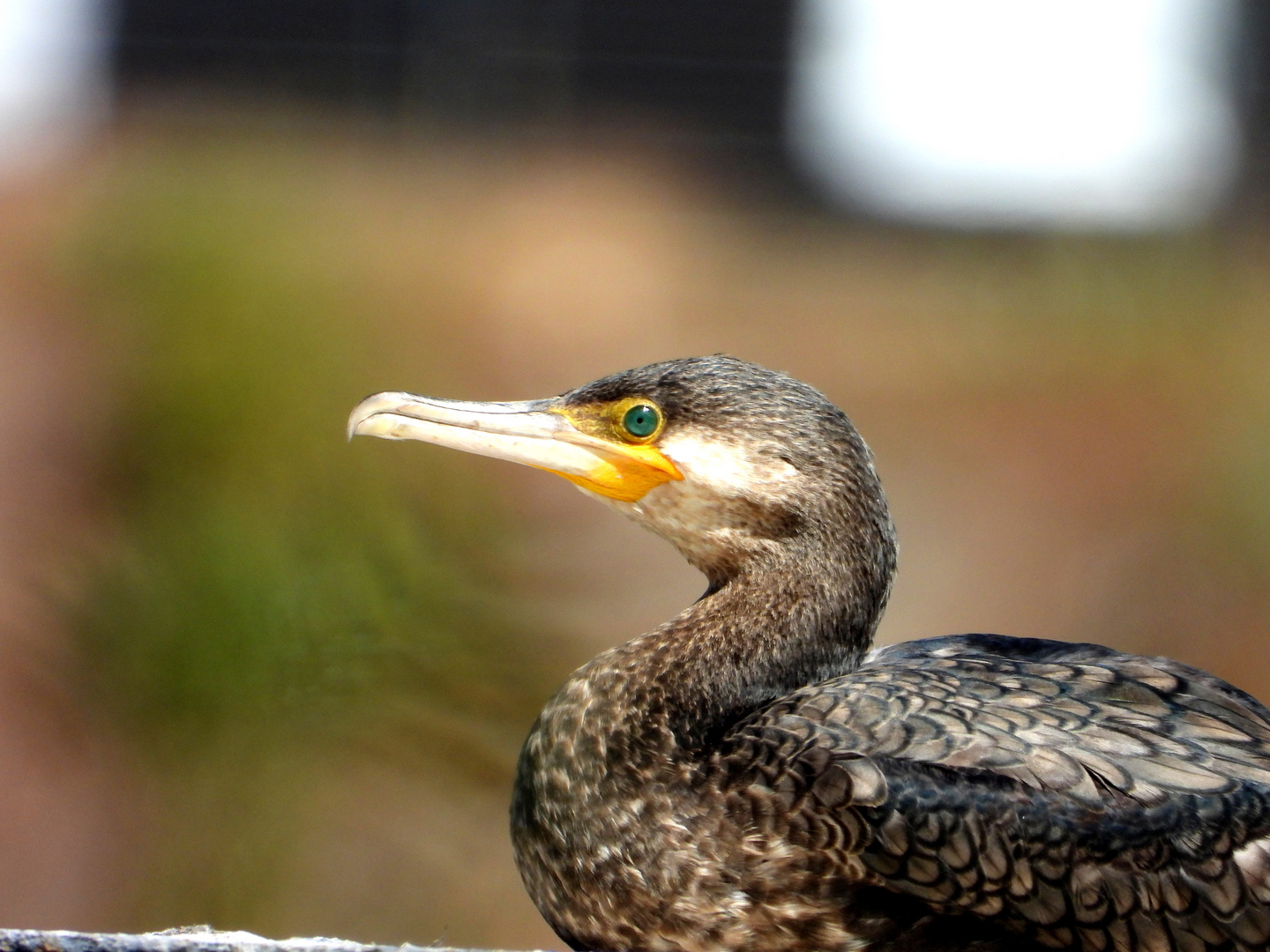 Cormoran... photo et image animaux, animaux sauvages, oiseaux Images