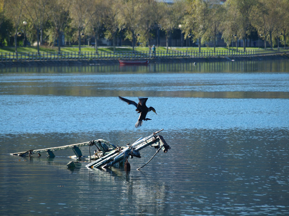 cormorán