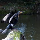 Cormoran