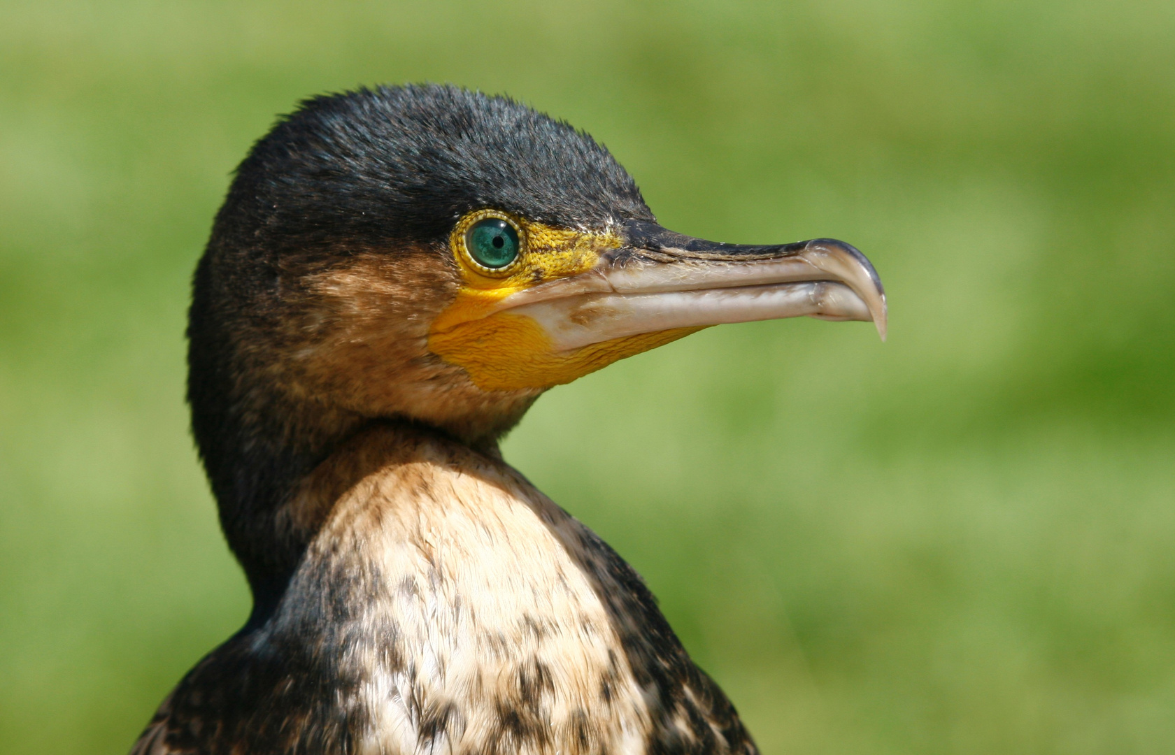 Cormoran photo et image | animaux, animaux sauvages, oiseaux Images ...