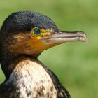 Cormoran