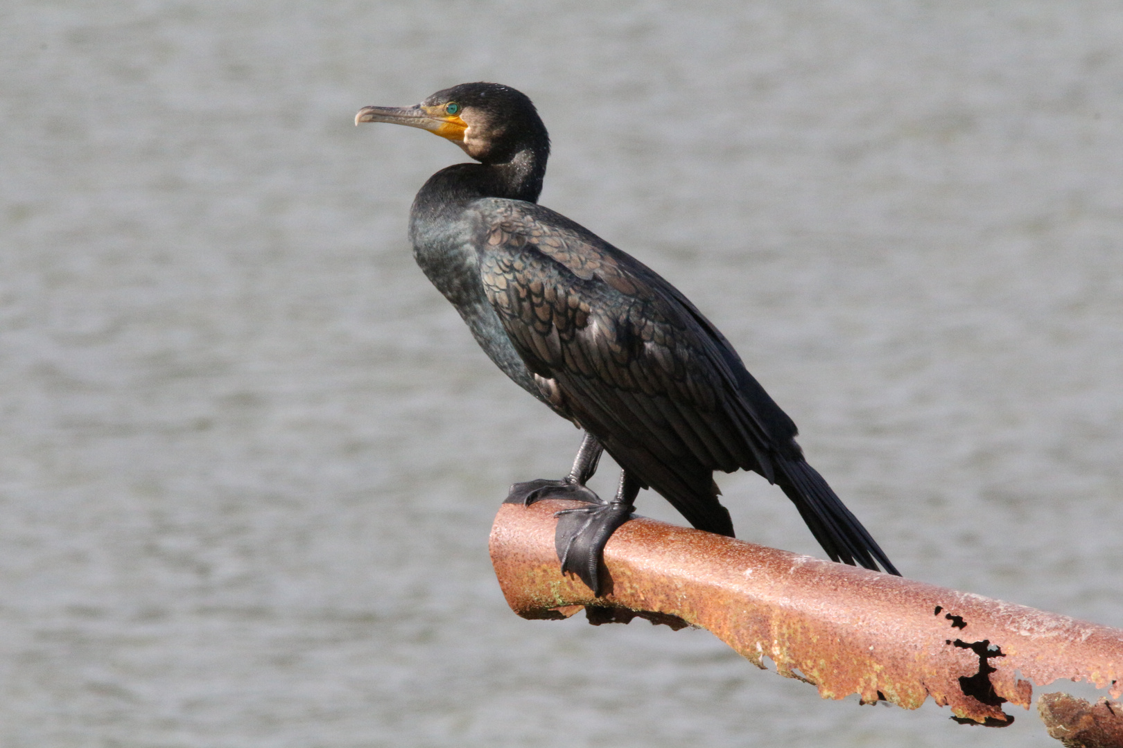 cormoran