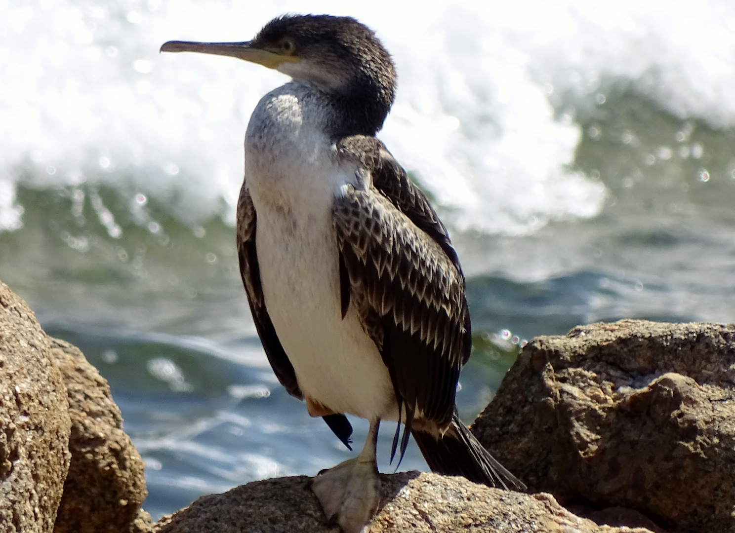 Cormoran Foto & Bild | vögel, bin mir nicht sihcer ob es ein cormoran ...