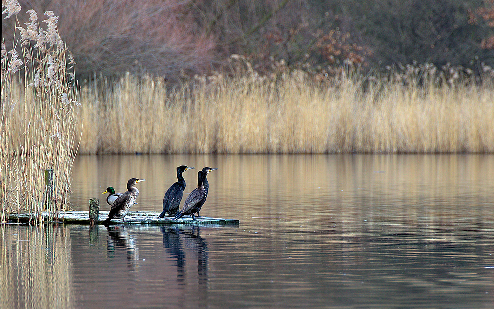 Cormoran