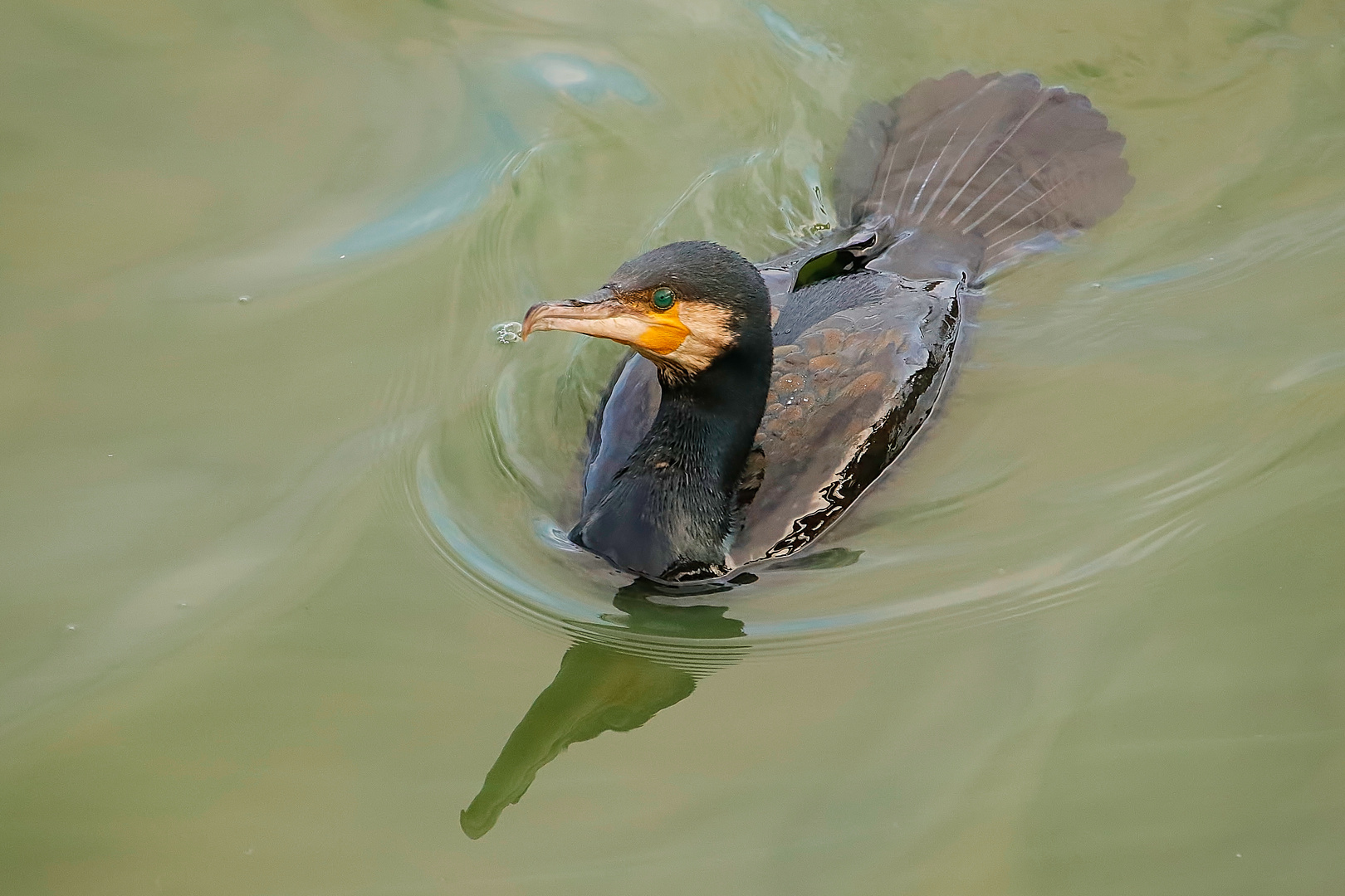 Cormorán