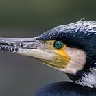 Cormoran