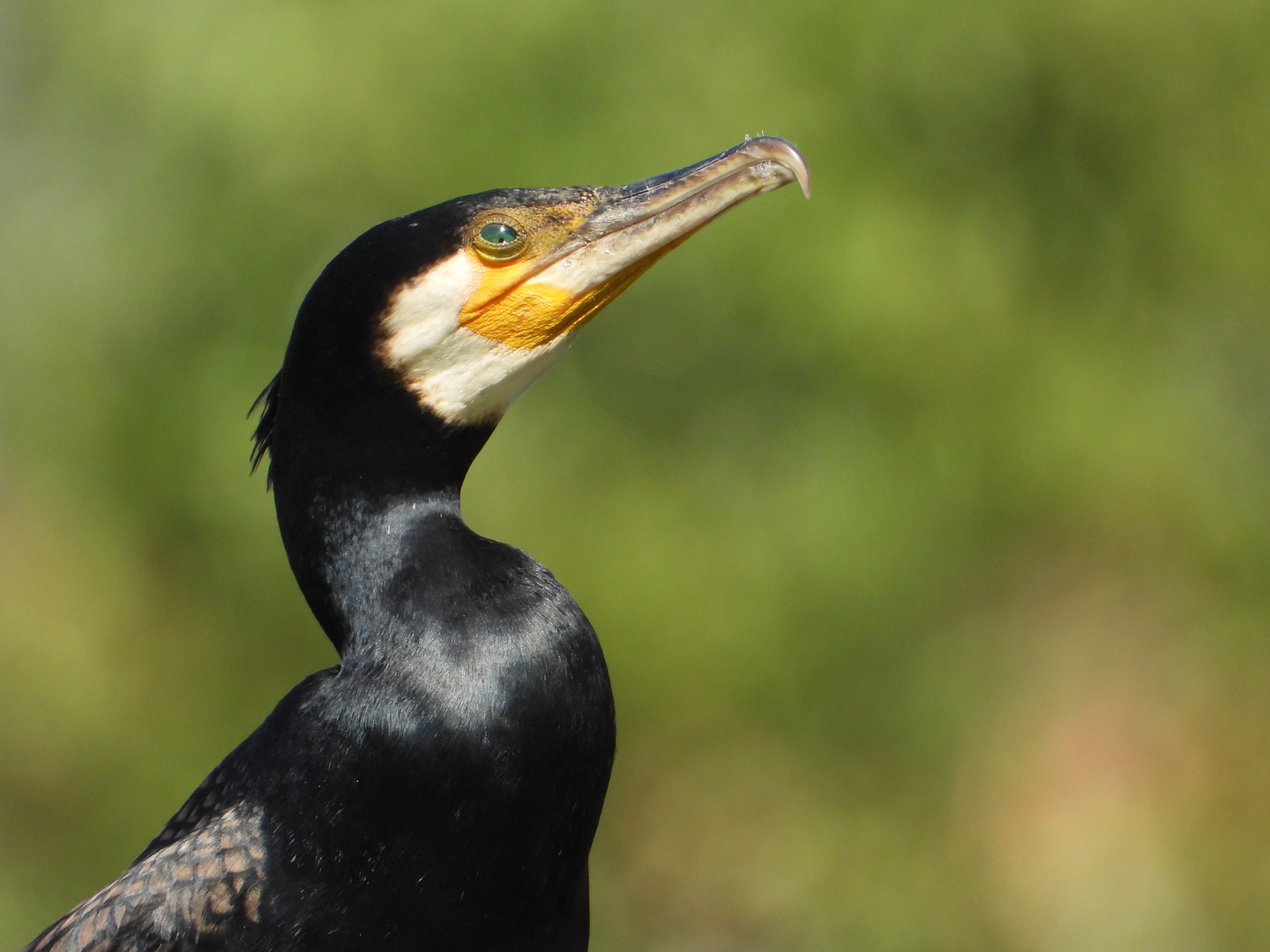 Cormoran...