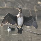 cormoran