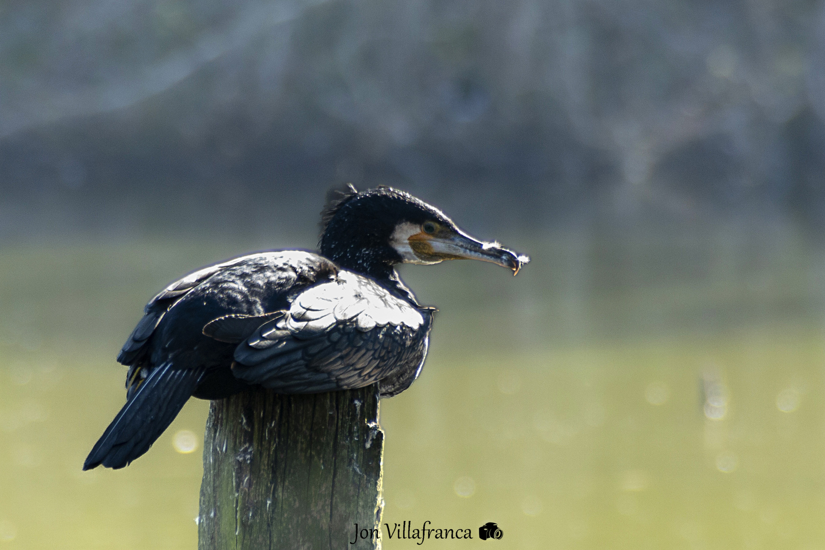 Cormoran