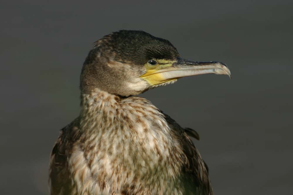 Cormoran