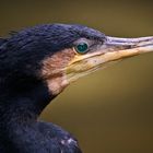 cormoran