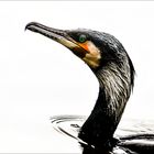 Cormoran