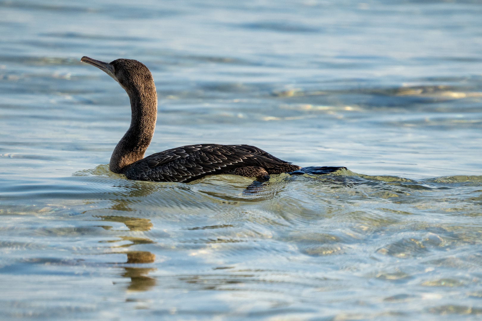 Cormoran