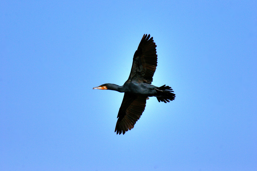 Cormorán