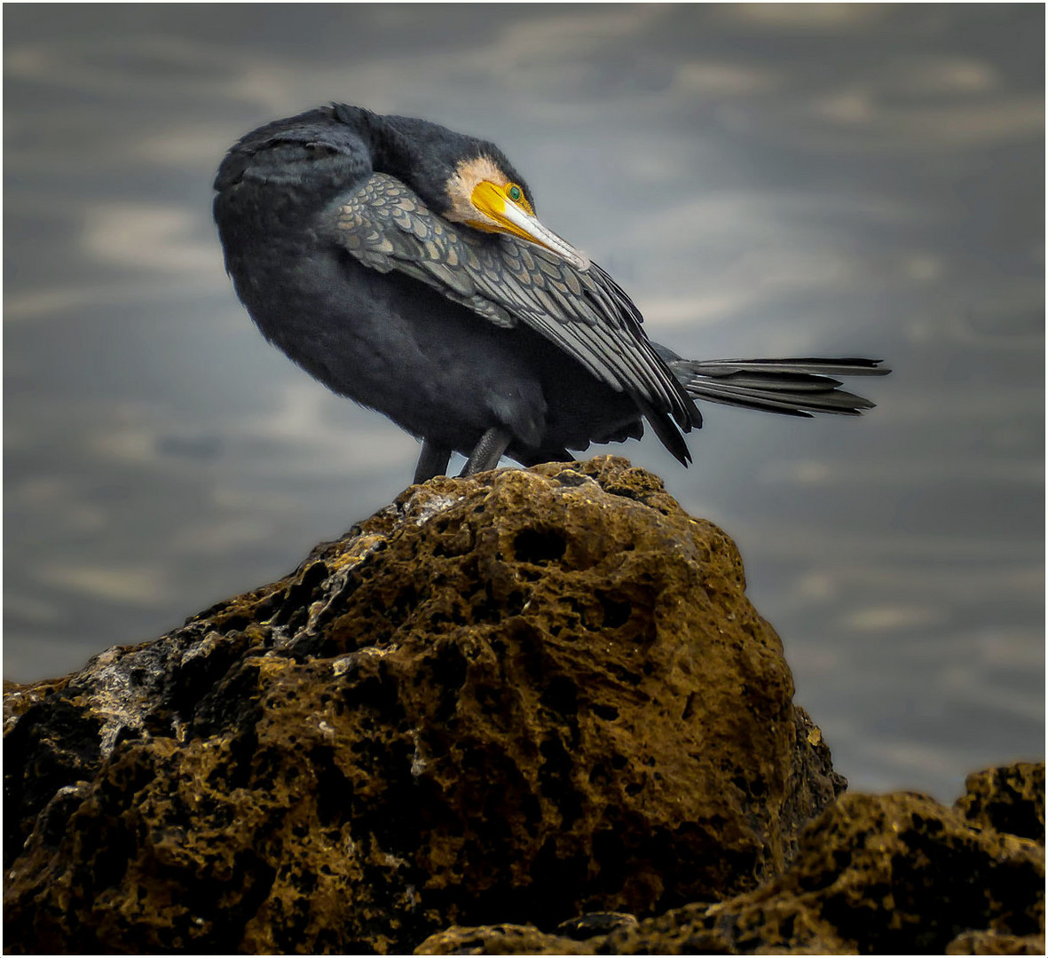 Cormoran à la pointe du Cap Martin