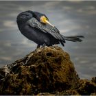 Cormoran à la pointe du Cap Martin