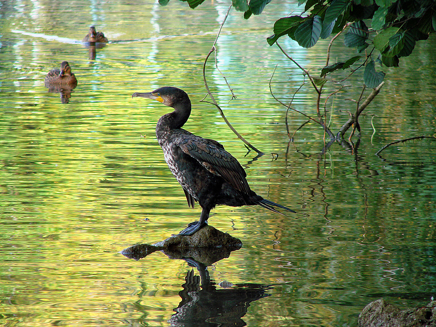 Cormoran à l'affût 