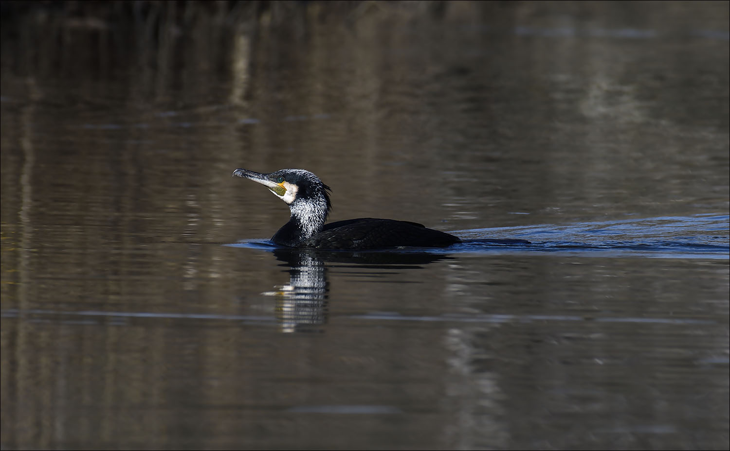 cormoran à tête blanche