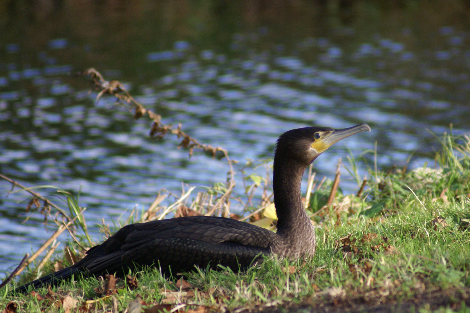 Cormoran