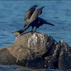 Cormoran acrobate