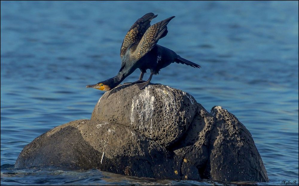 Cormoran acrobate