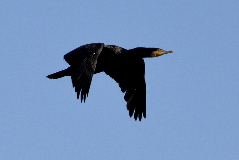 CORMORAN