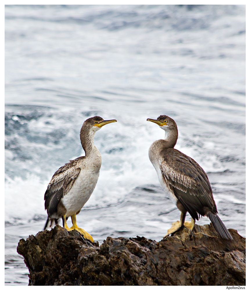 Cormoran