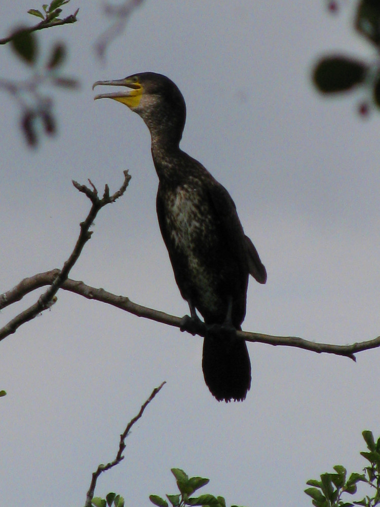 Cormoran am Müritzsee