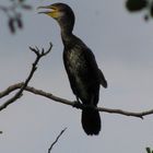 Cormoran am Müritzsee