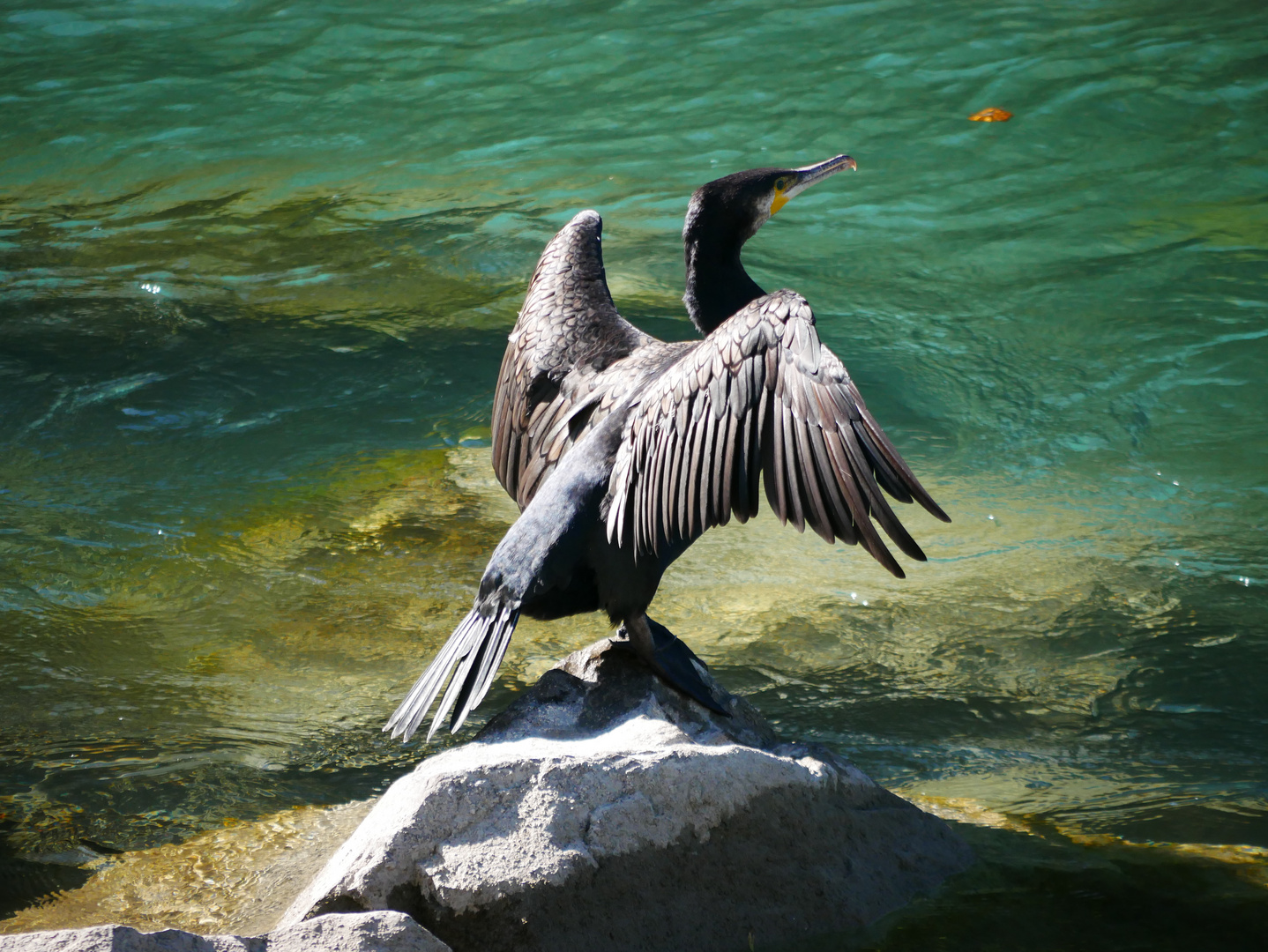 Cormoran an der Aare in Bern