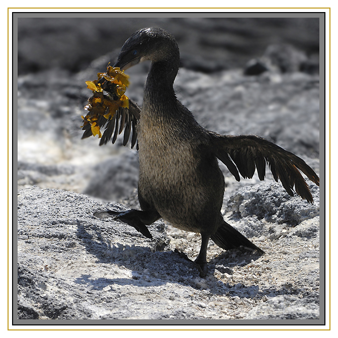 Cormoran Aptère offrande à la femelle