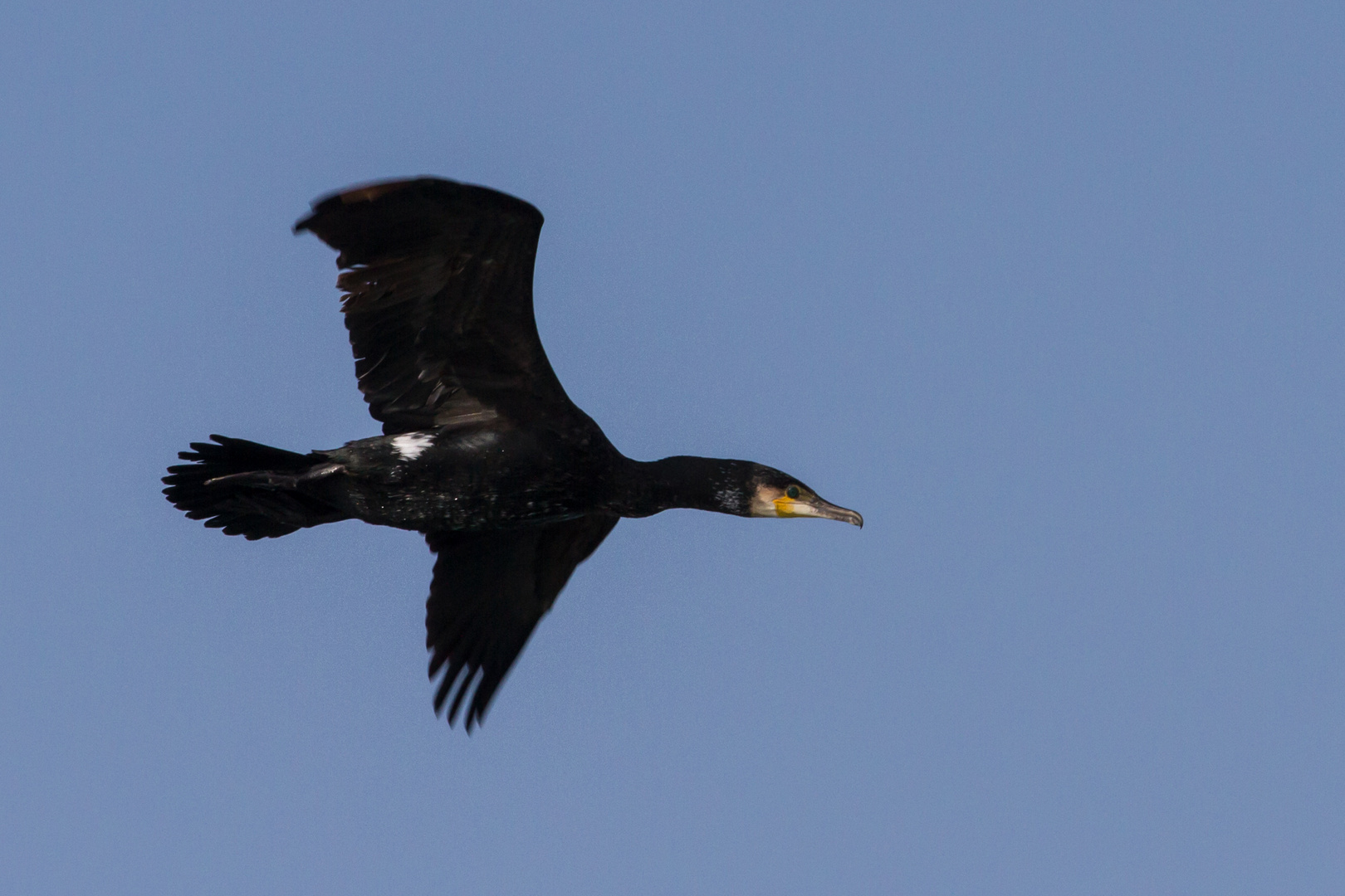 Cormoran au large de la Grande Motte (3 mars 2013)