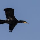 Cormoran au large de la Grande Motte (3 mars 2013)