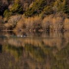 Cormoran au milieu du Lac du Broc