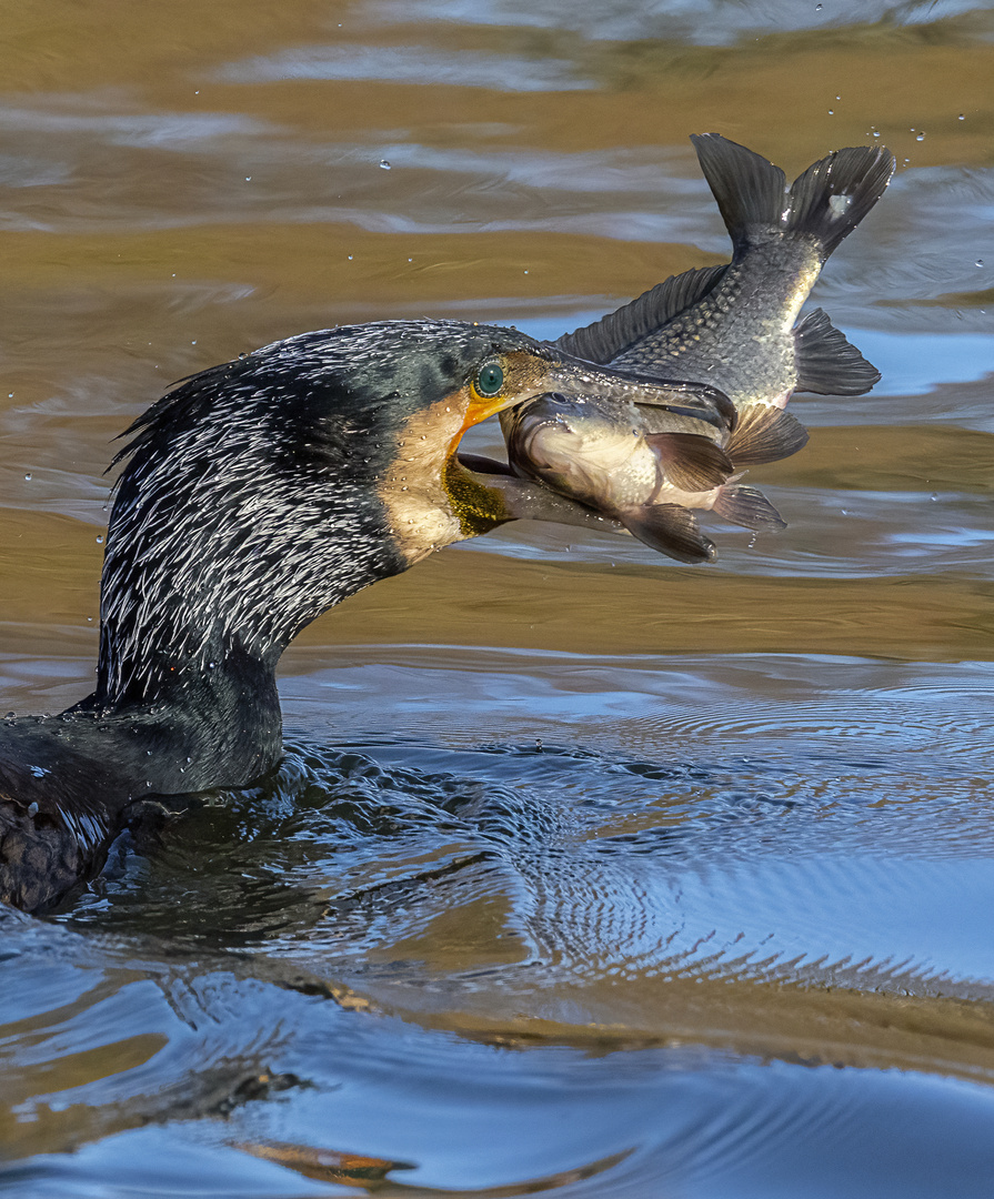 Cormoran au poisson