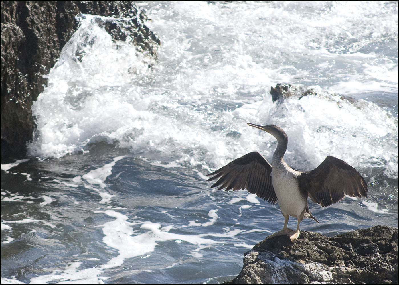 Cormoran au séchage