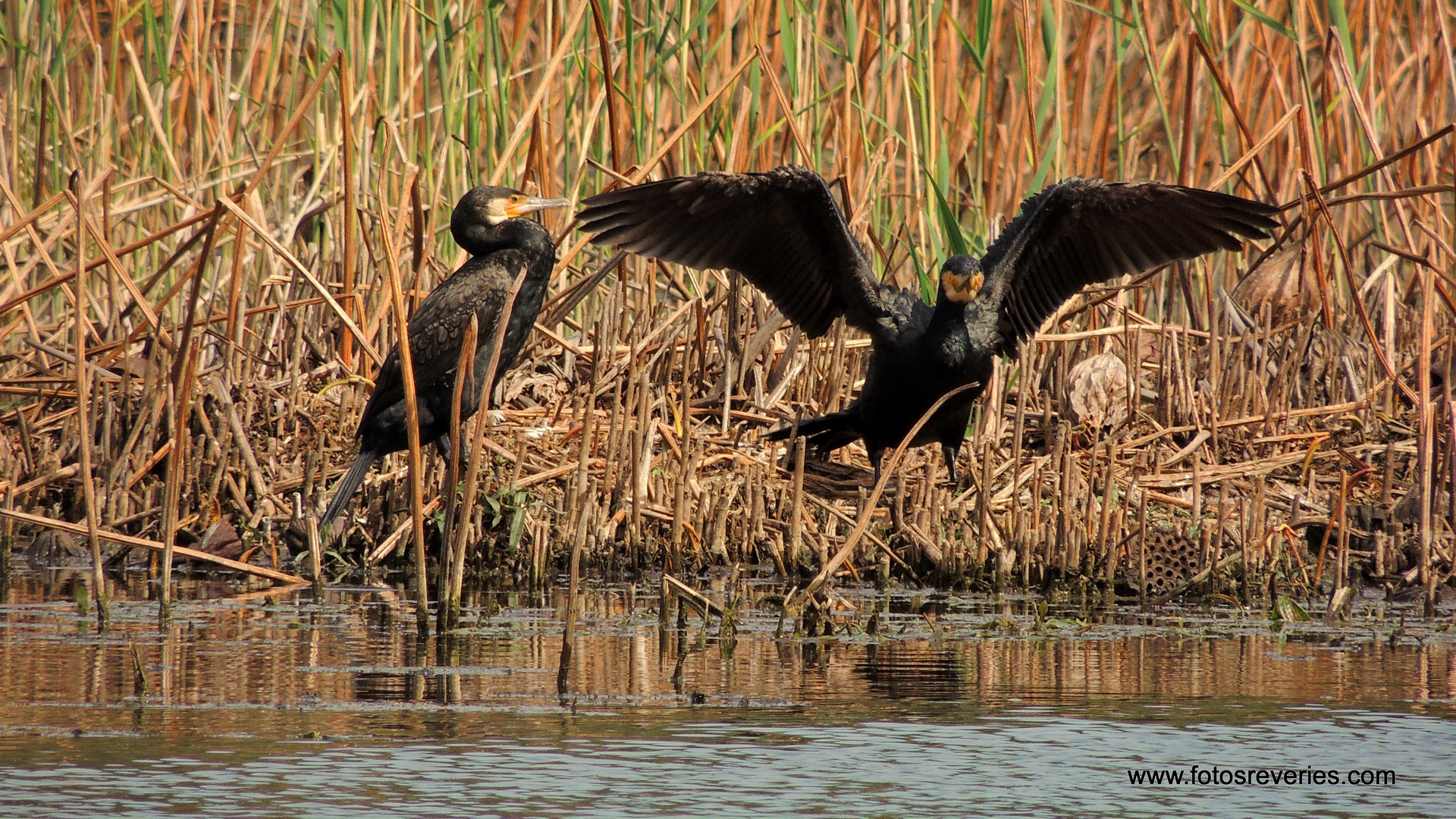 Cormoran au soleil - Kormorane inn Sonne