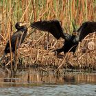 Cormoran au soleil - Kormorane inn Sonne