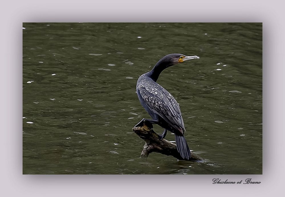 Cormoran aux aguets